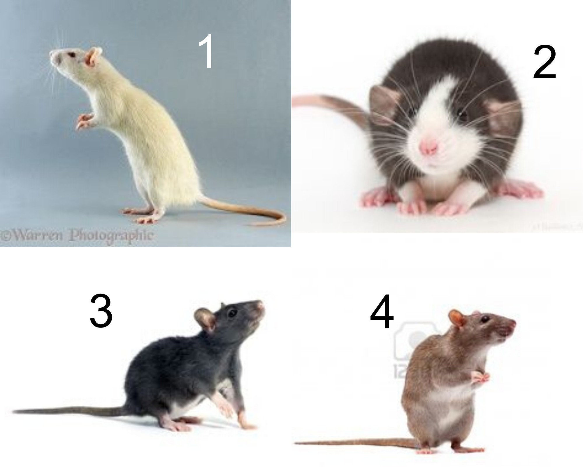 Custom plush.Realistic mouse stuffed animal Etsy