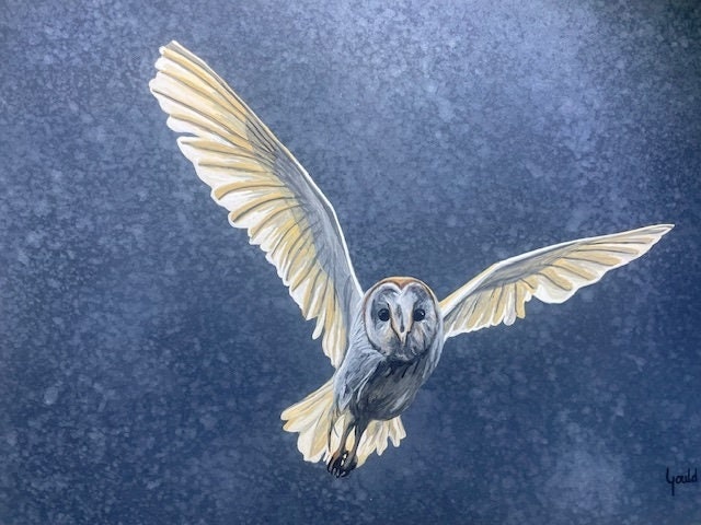 Night Owl "CAUGHT ON CAMERA"   Hand Painted Original Painting.