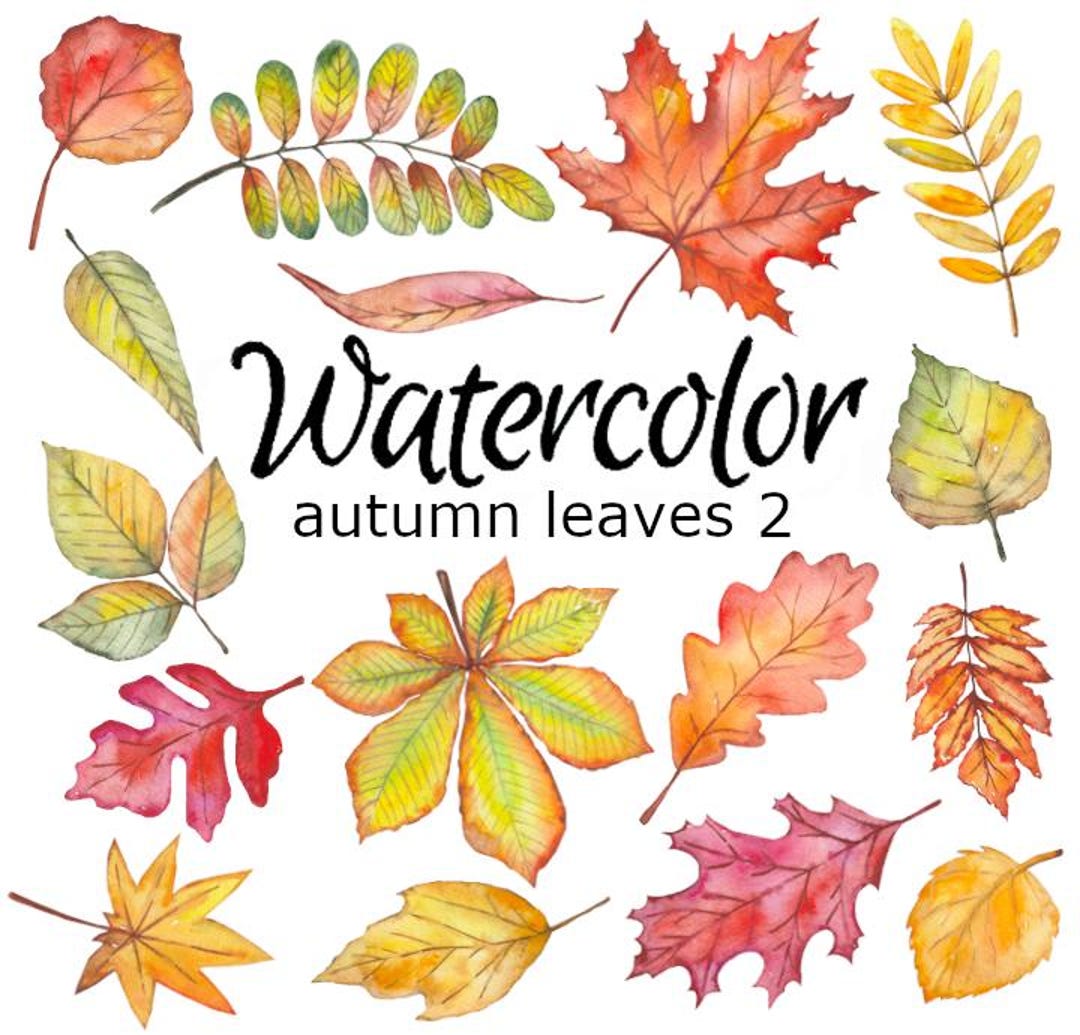 Watercolor Fall Leaves Clipart: Autumn Botanical Illustration (PNG) - Etsy