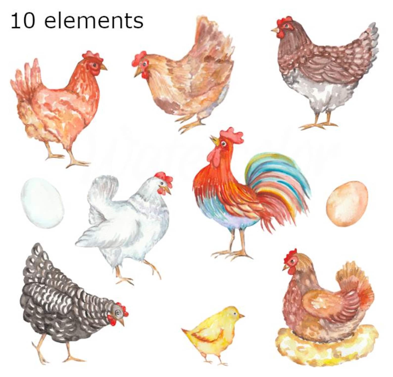 Watercolor Chicken Clipart: Farm Animal PNG Graphics (digital Download ...