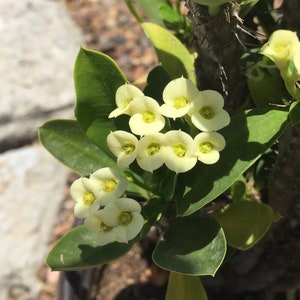 May include: A close-up of a potted plant with small, pale yellow flowers and green leaves. The plant has a thorny stem and is set against a background of light-colored paving stones. The flowers are clustered together, and the leaves are a vibrant green.