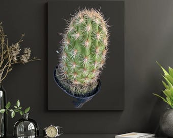Haageocerous pseudomelanostele Live Cactus Plant
