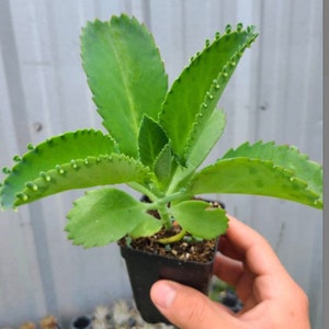 Puede incluir: Una pequeña planta verde con hojas grandes y ovaladas y un borde dentado. La planta está en una maceta negra pequeña y la sostiene una persona. Las hojas son de color verde claro y la planta parece sana.