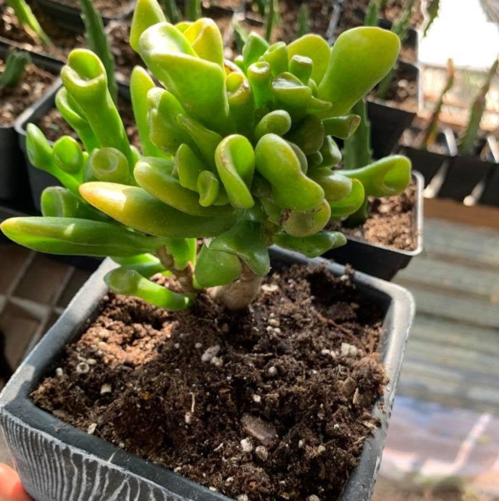 Ogre ear succulent plant// common nickname Shrek ears