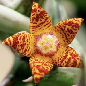 May include: Close-up of a unique flower with five pointed petals. The petals are yellow with red speckles and a red-purple center. The flower is in focus against a blurred green background.