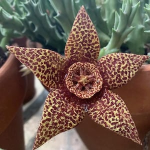 Orbea Variegata Live Plant