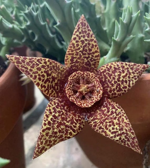 Orbea Variegata Live Plant - Etsy
