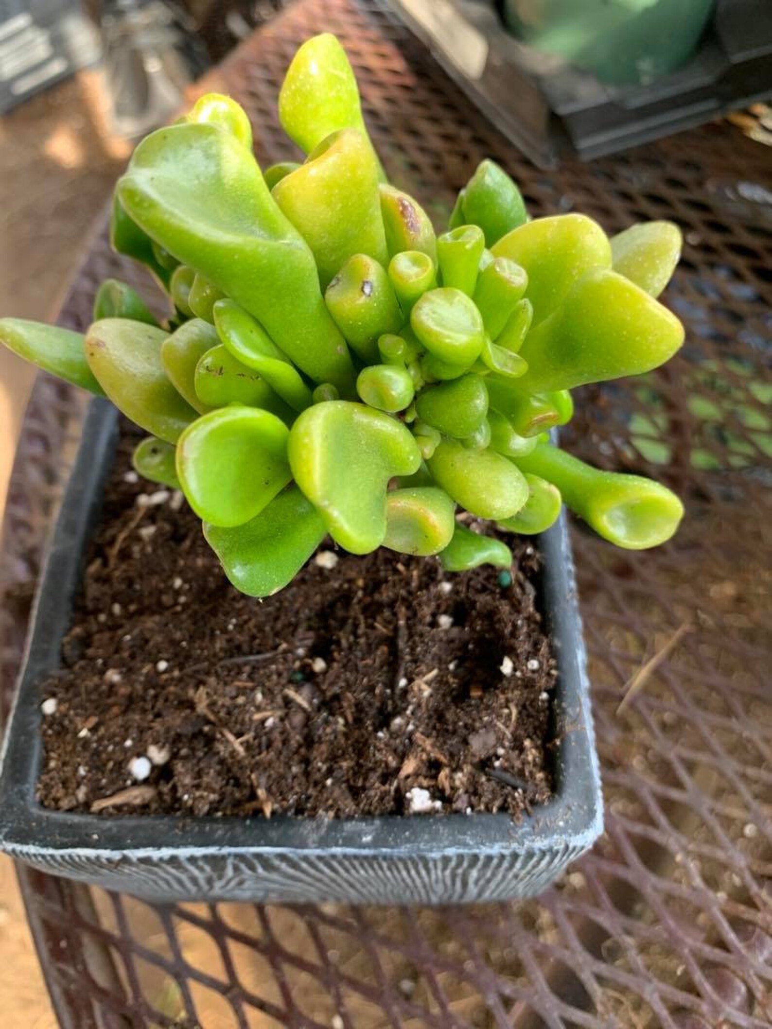 Ogre ear succulent plant// common nickname Shrek ears