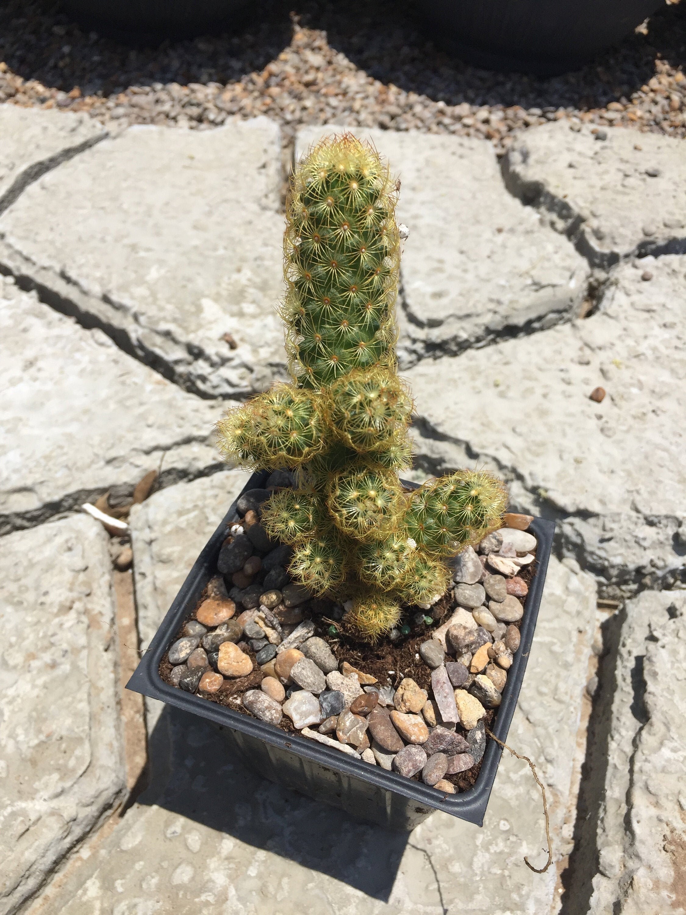 Lady Finger Cactus/mammillaria Elongata Etsy