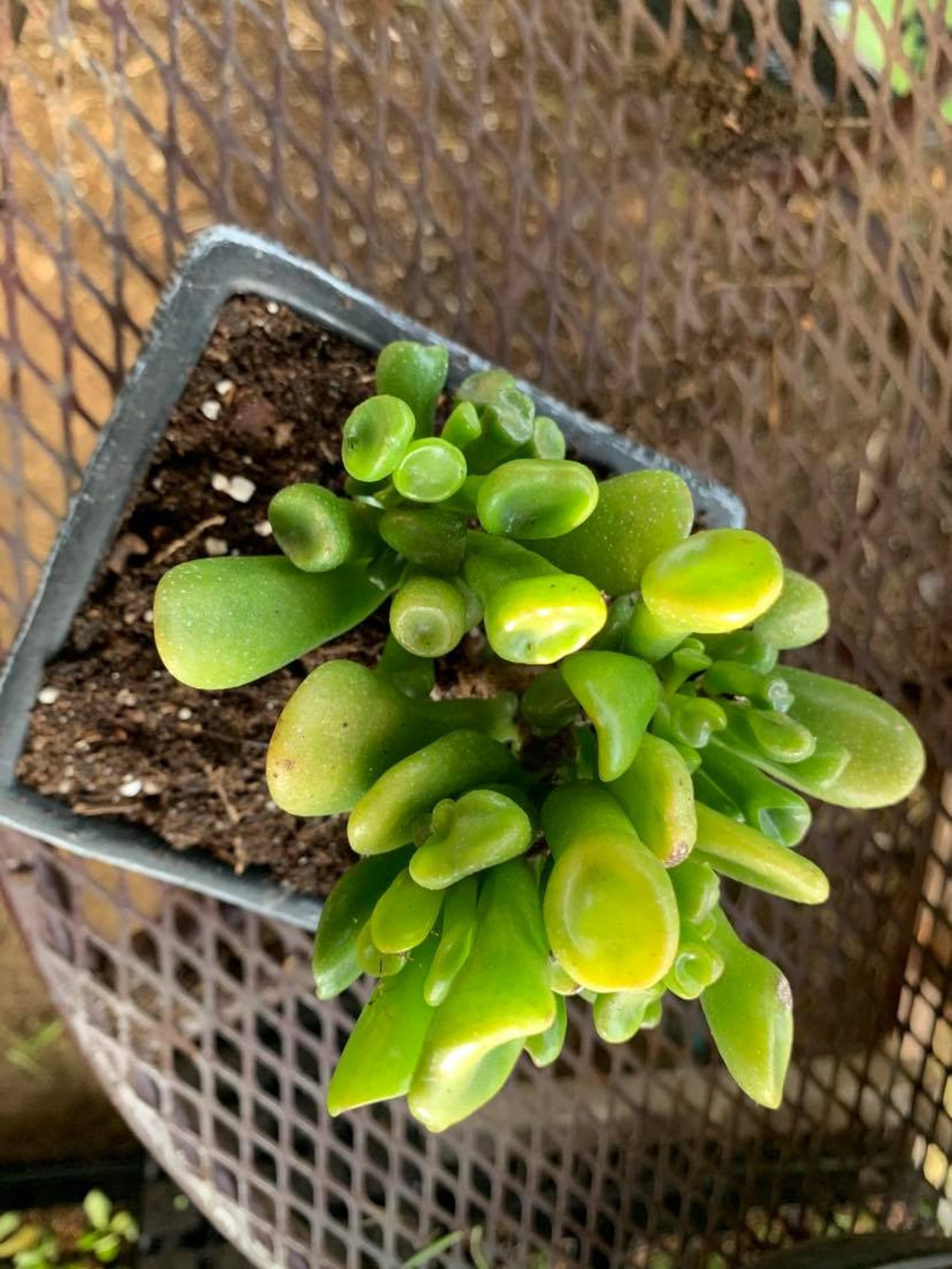 Ogre ear succulent plant// common nickname Shrek ears