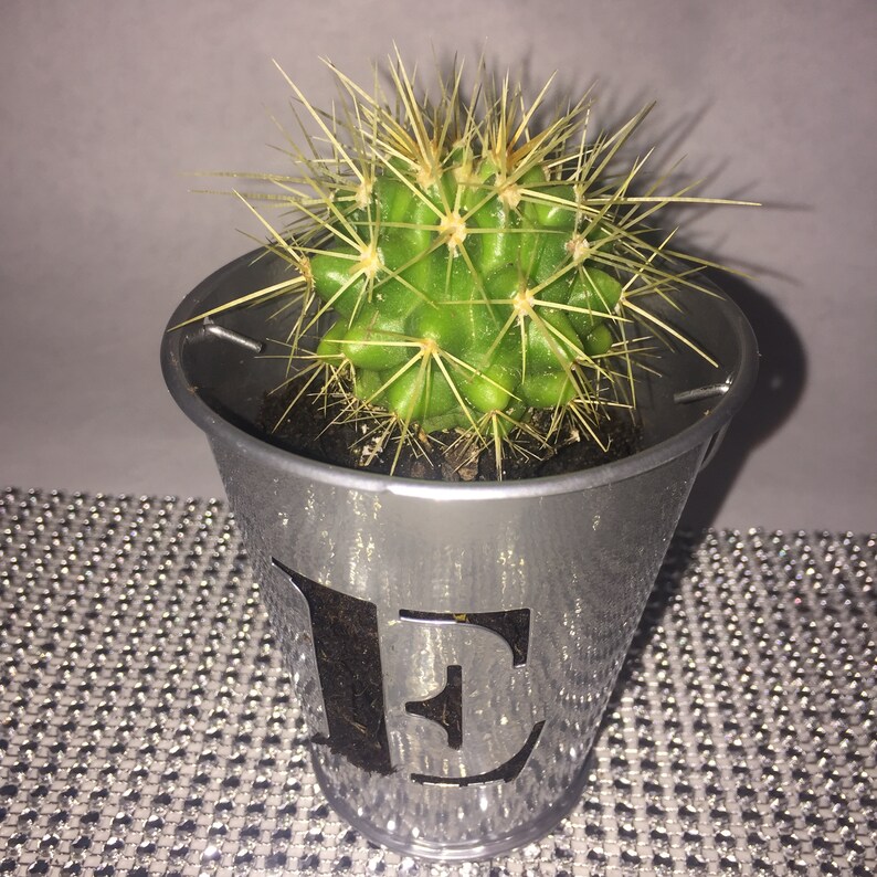 Golden Barrel Cactus or Mother in laws cushion Echinocactus Grusonii in 5 cm pot