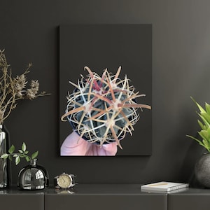 Ferocactus latispinus Cactus Live Plant
