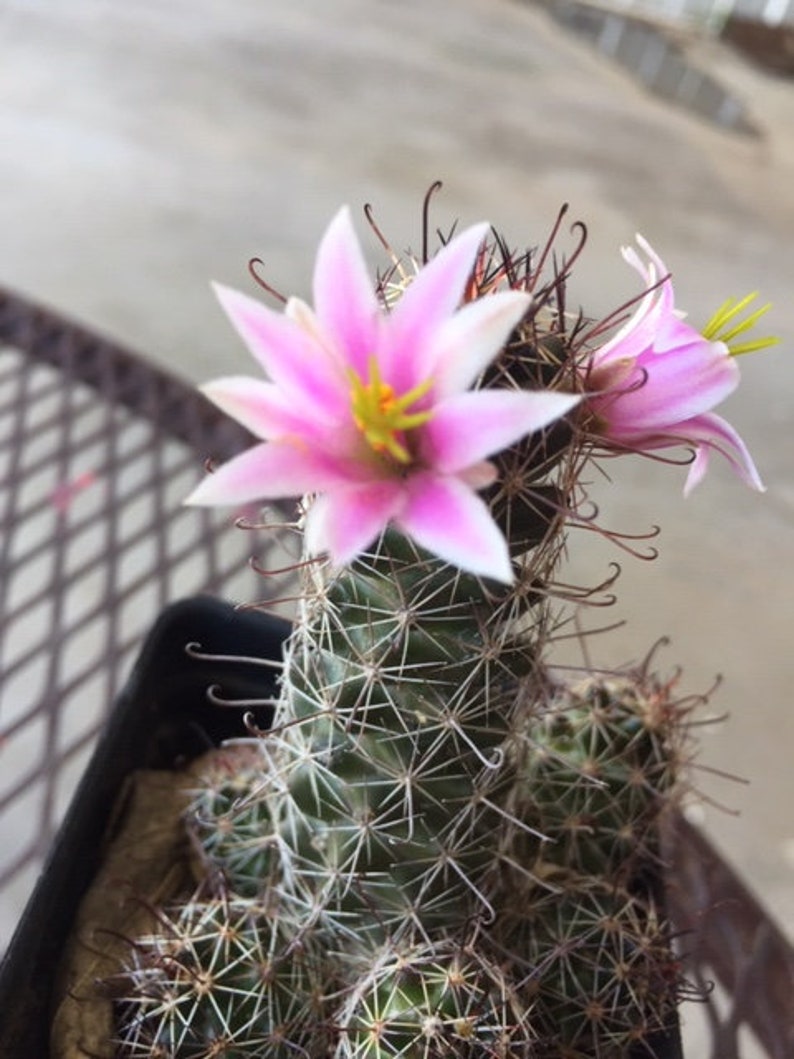 Fish hook Cactus plant/Mammillaria// nopal | Etsy