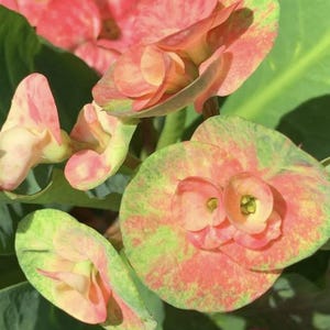 Rose of the North Crown of Thorns 4–6&quot; Cutting Northern Rose cutting
