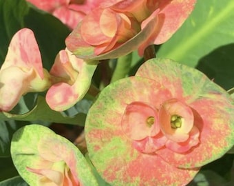 Rose of the North Crown of Thorns 4–6" Cutting Northern Rose cutting