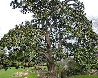 Southern Magnolia (Magnolia grandiflora) 1 live potted tree