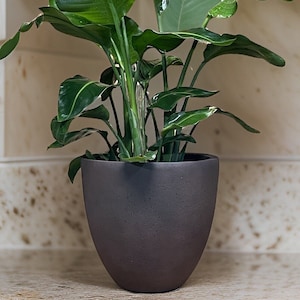 May include: A green peace lily plant in a dark gray ceramic pot. The pot has a textured surface.