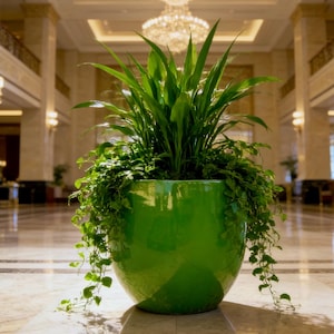 May include: A large, glossy, lime green ceramic planter containing a lush arrangement of upright, pointed green leaves and trailing vines that spill over the rounded edges of the pot, creating a dense, vibrant display of indoor greenery.