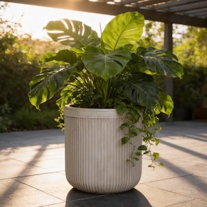 May include: A large, vibrant green Monstera plant with broad, split leaves and trailing vines potted in a cylindrical, off-white planter featuring a vertical ribbed texture. The plant is positioned upright, displaying lush foliage that catches sunlight.