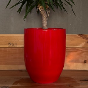 May include: A vibrant red, glossy ceramic planter holds a Yucca plant with long, green, spiky leaves. The planter has a rounded, oval shape. The background features a wooden surface and a gray wall.