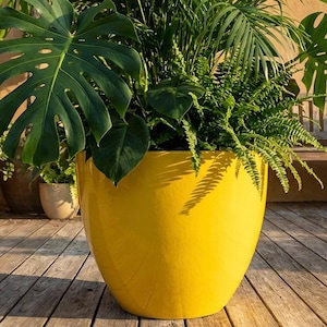 May include: A large, glossy yellow planter filled with lush green plants, including Monstera and ferns. The planter sits on a wooden deck, with other potted plants visible in the background. The bright yellow pot provides a striking contrast to the green foliage.