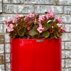 May include: A vibrant red cylindrical planter with a glossy finish containing a lush begonia plant with pink flowers and dark green leaves. A small silver rectangular plaque on the front of the planter features the text LotusPottery.