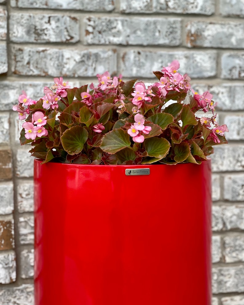 May include: A vibrant red cylindrical planter with a glossy finish containing a lush begonia plant with pink flowers and dark green leaves. A small silver rectangular plaque on the front of the planter features the text LotusPottery.