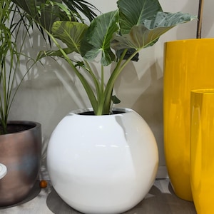 May include: A large, spherical, glossy white planter containing a green Alocasia plant with broad, heart-shaped leaves. The planter has a smooth, reflective surface and a wide, rounded base, positioned centrally among other decorative plant containers.