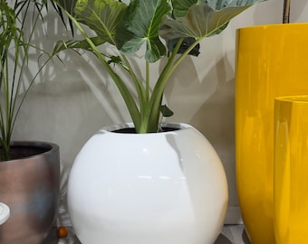 Pode incluir: Um vaso esférico grande de cor branca brilhante contendo uma planta Alocasia verde com folhas largas em forma de coração. O vaso tem uma superfície lisa e reflexiva com uma base arredondada, posicionado centralmente entre outros recipientes.
