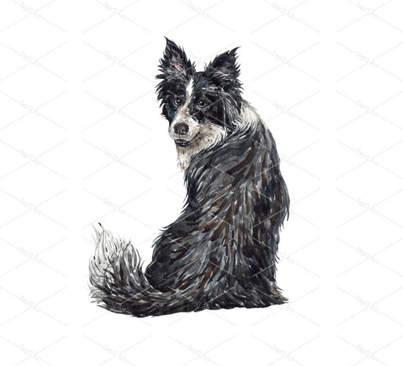 Clipping a border hot sale collie