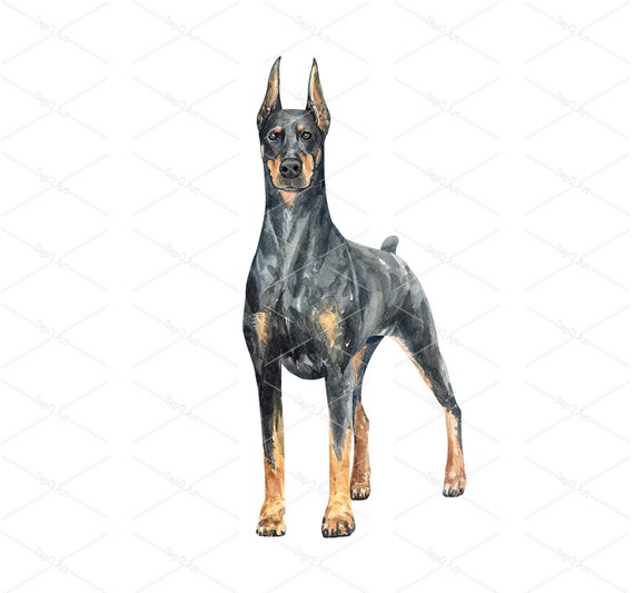 Doberman Daquarelle Dun Dessin De Chien Doberman Assis Etsy Canada