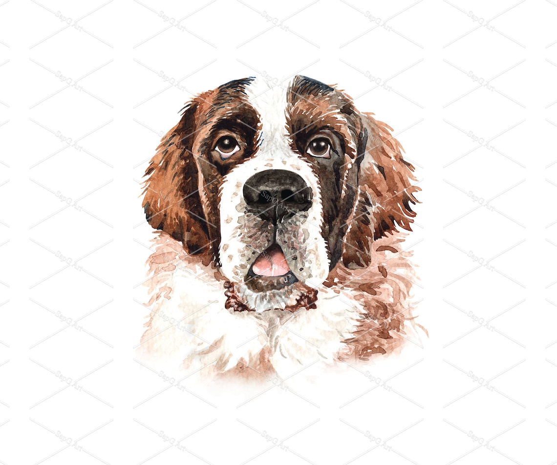 Watercolor Saint Bernard Drawing. Saint Bernard Head Layer Etsy