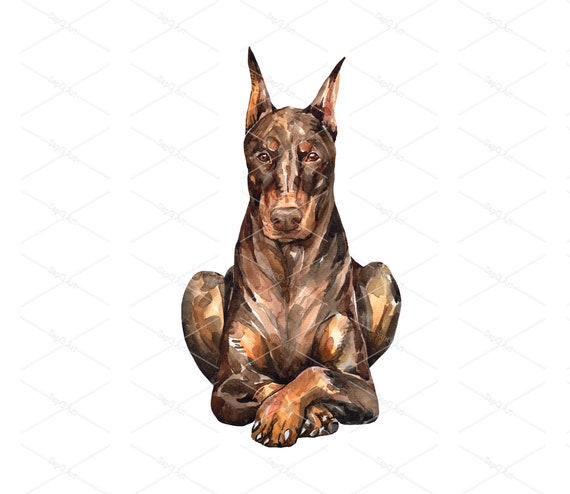 fawn doberman puppy