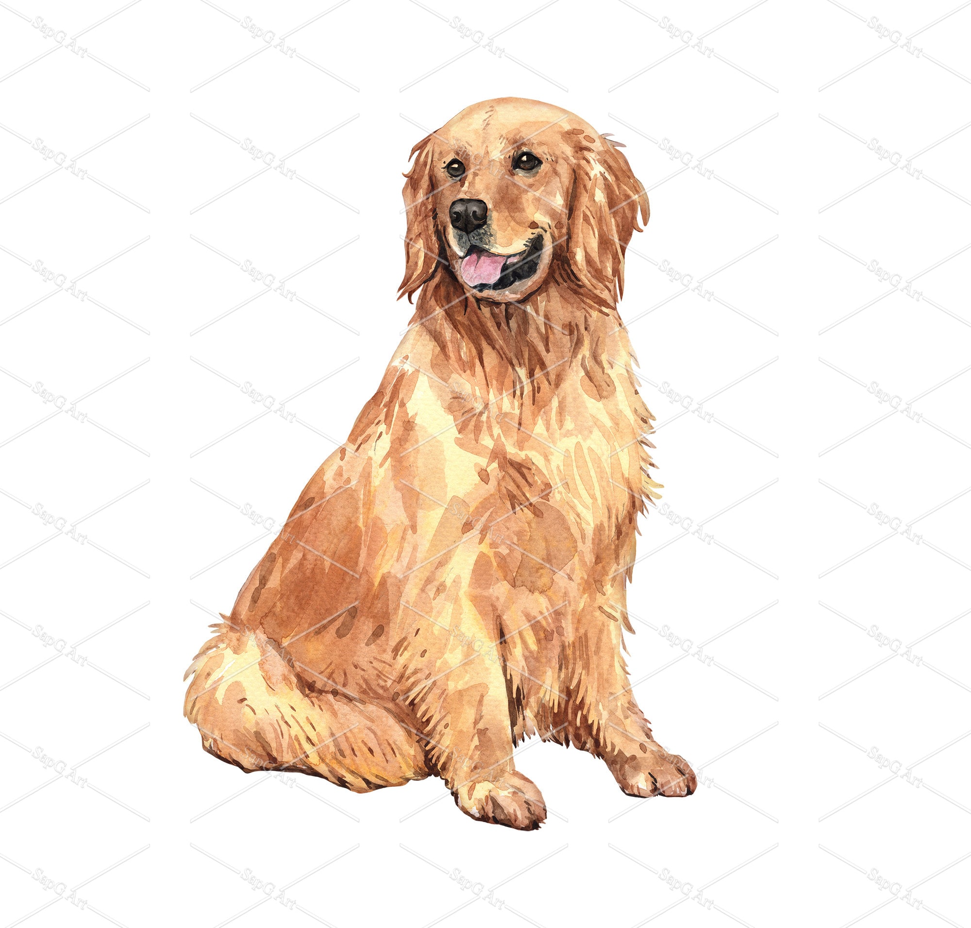 Watercolor Golden Retriever of a Dog Drawing. Golden Retriever
