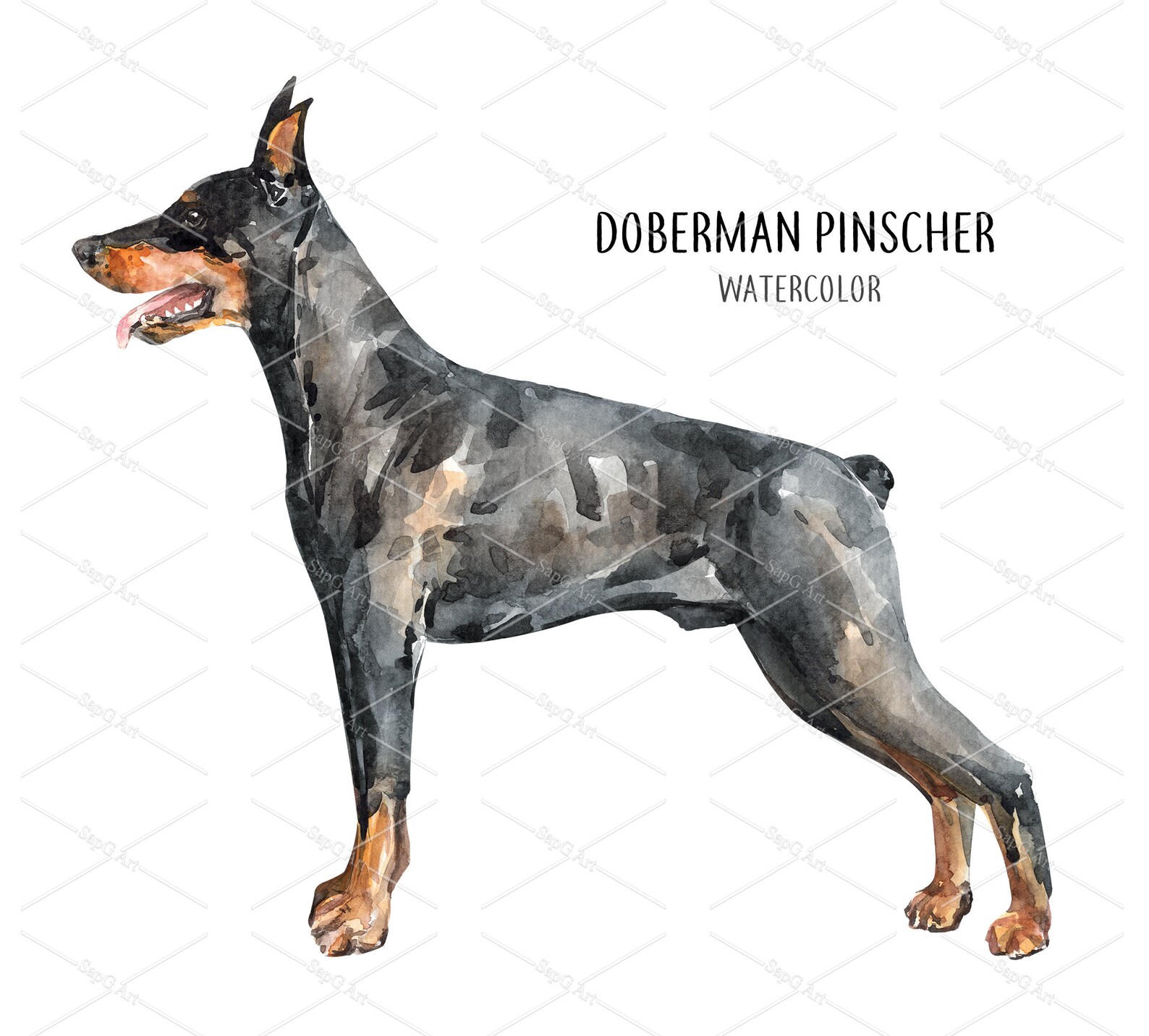 Watercolor Doberman Dog Drawing. Black Doberman Layer Path Etsy