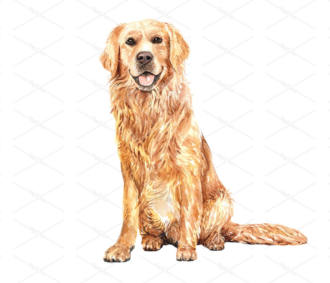 Watercolor Golden Retriever of a Dog Drawing. Golden Retriever Sitting