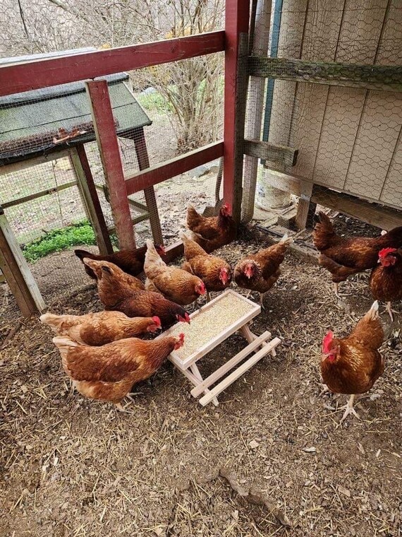 Rustic Chicken Picnic Table - Chickanic Table - Chicken Feeder
