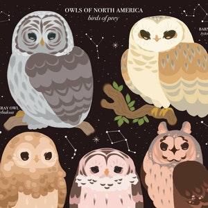 Owl of North America Art Print 11 x 17&quot; / owl species poster taxonomy identification botanical fauna illustration owls birds of prey