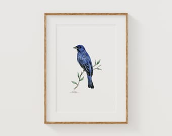Può includere: Una stampa artistica incorniciata raffigurante un'illustrazione ad acquerello di un vivace uccello blu appollaiato su un sottile ramo verde. L'uccello è ritratto di profilo verso sinistra, con dettagliati contorni a inchiostro nero e firma.