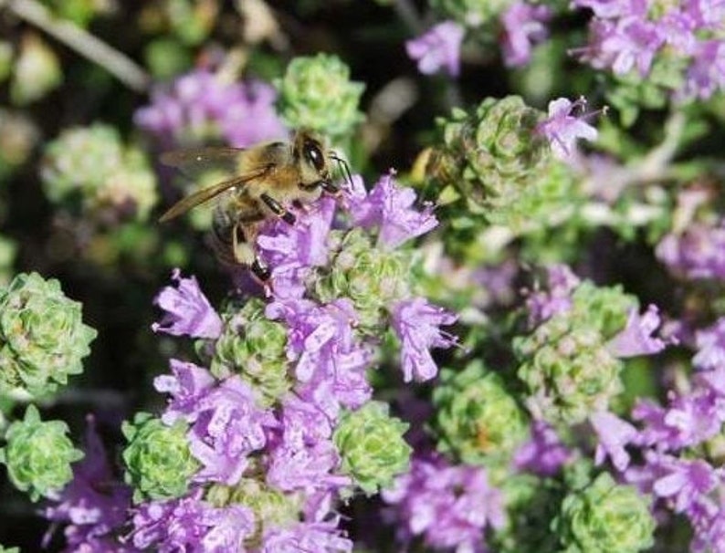 THYME Greek Honey 450gr SUPERFOOD Etsy