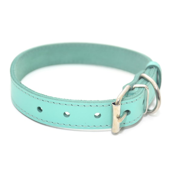 turquoise dog collar