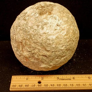 以下が含まれることがあります： ベージュ、グレー、白の斑点模様がある、粗い質感の球状のジオード。ジオードは木製のフィスカース定規のすぐ上に配置されており、定規は直径が約8.9センチメートルであることを示しています。
