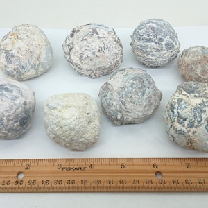 Puede incluir: Ocho especímenes de geodas con exteriores rugosos y texturizados en tonos grises, blancos y beiges. Una regla de madera con marcas de centímetros se encuentra en la parte inferior de la imagen, proporcionando escala.