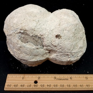 May include: A light-colored, irregularly shaped rock formation with a rough, textured surface. A wooden ruler with inch markings is placed next to the rock for scale. The rock has a unique, organic form.