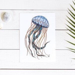 Puede incluir: Una medusa azul y naranja con una campana detallada y estampada y largos tent&aacute;culos flotantes. La medusa est&aacute; dibujada en un estilo realista con detalles intrincados.