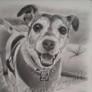 Hand drawn pencil potrait | Pencil pet portrait | Cat portrait | Pet drawing | Dog portrait | Dog drawing | Horse portrait