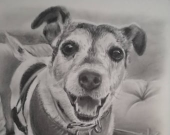 Hand drawn pencil potrait | Pencil pet portrait | Cat portrait | Pet drawing | Dog portrait | Dog drawing | Horse portrait