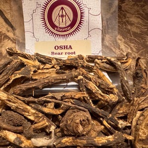 Pode incluir: Um close-up de raiz de Osha seca marrom, também conhecida como raiz de urso, em uma tigela de madeira. As raízes são longas e finas, com uma textura áspera. O rótulo diz "OSHA Bear root".