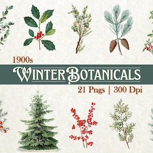 Vintage jaren 1900 Winter Botanicals Clipart PNG, Kerst Holly Pine Juniper gebladerte, kegel, bloemen, Kitsch Ephemera, aquarel winter download