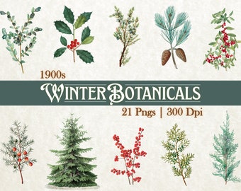 Pode incluir: Uma coleção de 21 ilustrações vintage de plantas de inverno, incluindo azevinho, pinho, cedro e zimbro. As ilustrações são em estilo aquarela e são perfeitas para adicionar um toque de charme invernal aos seus projetos.